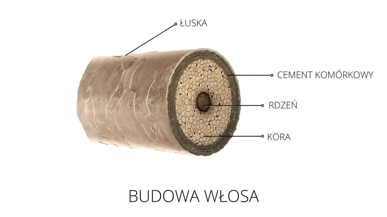 Przekrój włosa ukazujący łuskę, cement komórkowy, rdzeń i korę. To fascynująca budowa każdego mieszek włosa.
