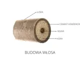 Przekrój włosa ukazujący łuskę, cement komórkowy, rdzeń i korę. To fascynująca budowa każdego mieszek włosa.