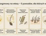 Olej arganowy na włosy: głębokie nawilżenie, mniejsza łamliwość, regeneracja, wsparcie skóry głowy i ochrona przed czynnikami zewnętrznymi.