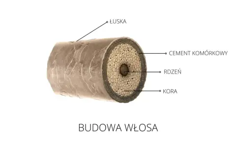 Przekrój włosa ukazujący łuskę, cement komórkowy, rdzeń i korę. To fascynująca budowa każdego mieszek włosa.