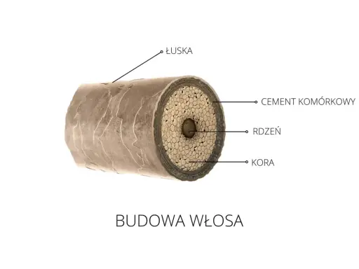 Przekrój włosa ukazujący łuskę, cement komórkowy, rdzeń i korę. To fascynująca budowa każdego mieszek włosa.