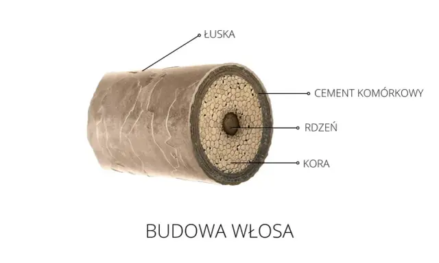 Przekrój włosa ukazujący łuskę, cement komórkowy, rdzeń i korę. To fascynująca budowa każdego mieszek włosa.